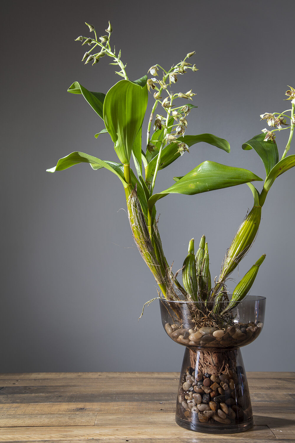 Orchids planted in the Noemi Vase; you can see through the smoke grey glass and view the base filled with rocks. 