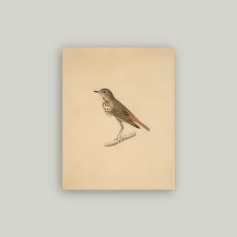 11 inch by 14 inch Artist Board featuring a bird facing front on a branch. 