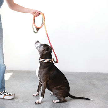 Embroidered Dog Collar with our Braided Rope & Leather Dog Leash.