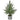 28” Potted Norfolk Pine Tree (store pickup)